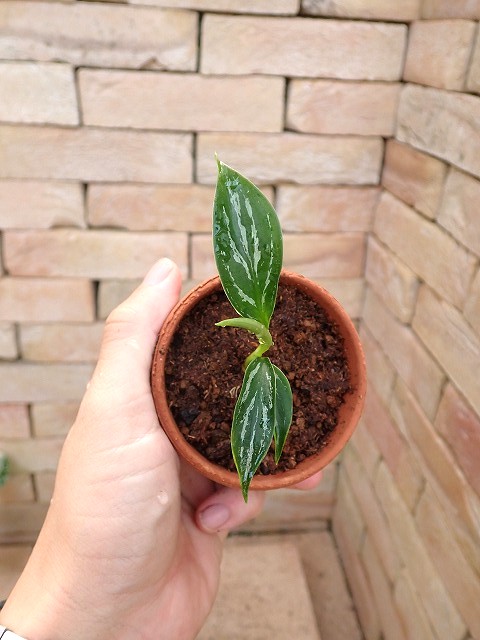 アグラオネマ専門販売店 『アグラオネマ本舗』