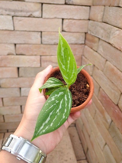 Nitidum-curtisiiTC8251009