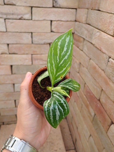 アグラオネマ専門販売店 『アグラオネマ本舗』