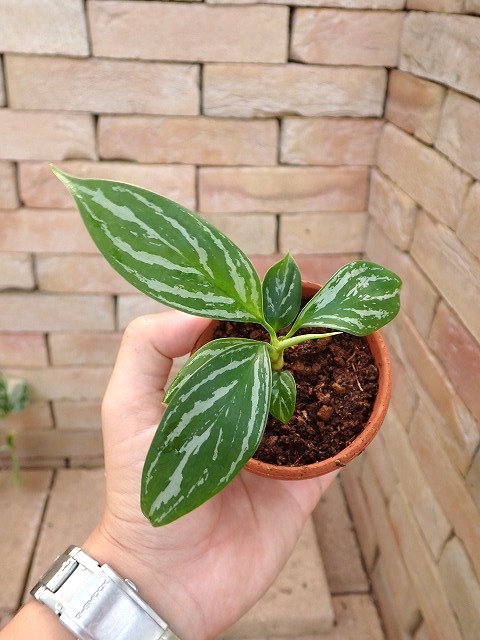 Nitidum-curtisiiTC10251009