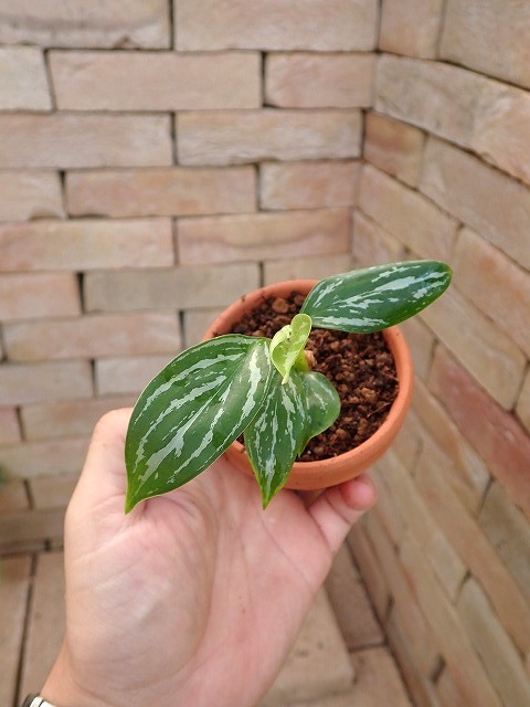 アグラオネマ | 希少植物の販売 アグラオネマ専門販売店