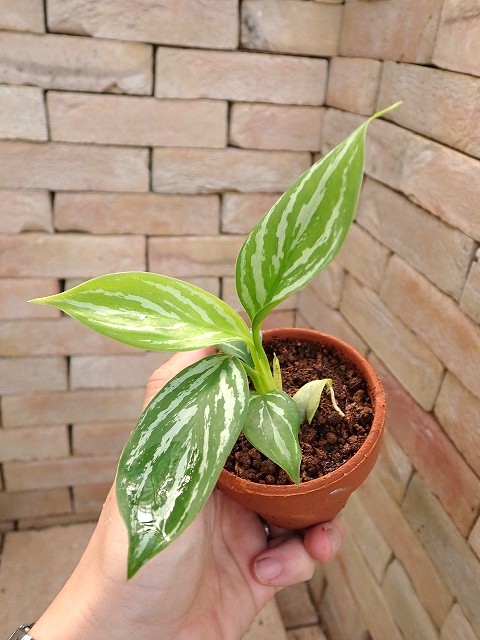 極美斑入り アグラオネマ・ヴィドゥリー 花芽付き 4号ポット 極美斑入り アグラオネマ・ヴィドゥリー 花芽付き 4号ポット