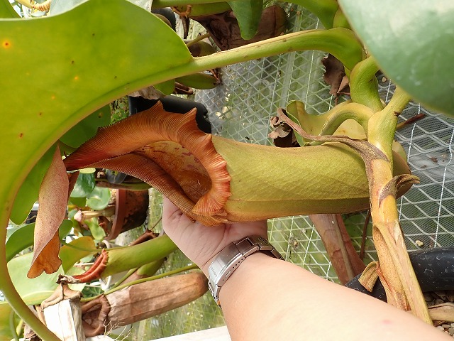 nepetrwsibyama251016