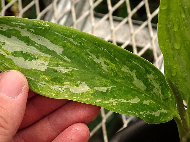 超希少❗️アグラオネマパールオブタイランド新葉展開中✨️ 超希少❗️アグラオネマパールオブタイランド新芽付✨️