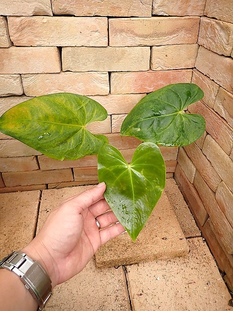 アグラオネマ専門販売店 『アグラオネマ本舗』