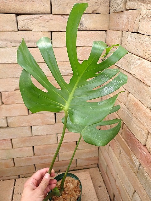 世界の観葉植物 | 希少植物の販売 アグラオネマ専門販売店