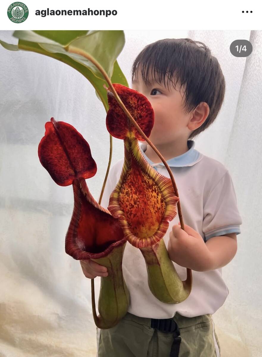 商品 | 希少植物の販売 アグラオネマ専門販売店 『アグラオネマ