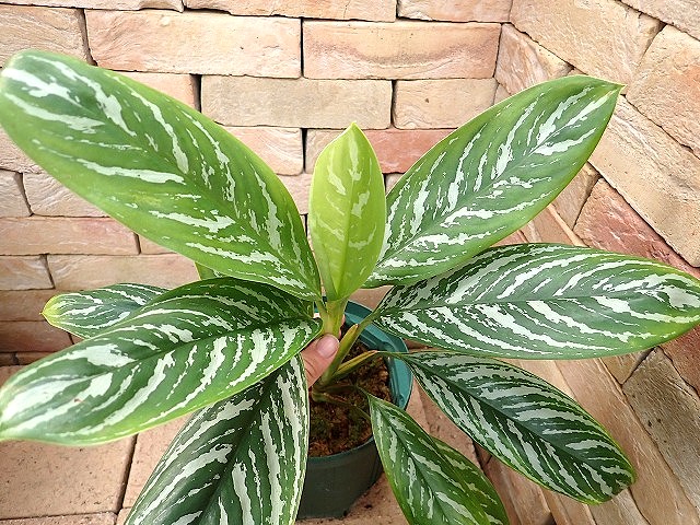 Nitidum-curtisii251116