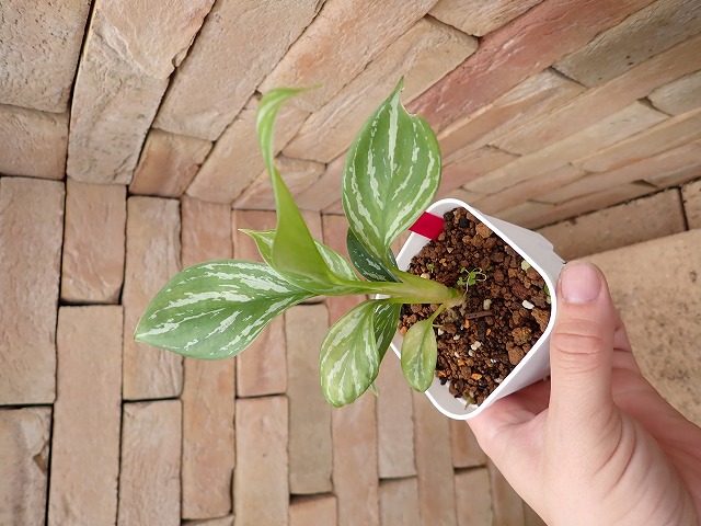 Nitidum-curtisiiTC251130