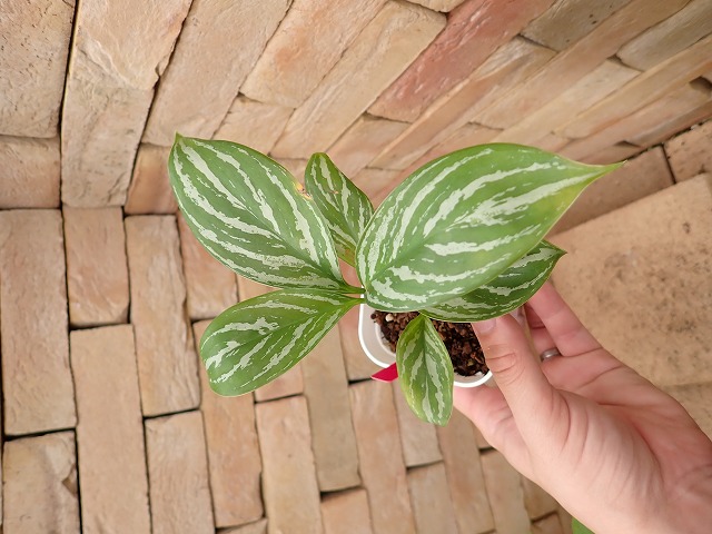 Nitidum-curtisiiTC1251130