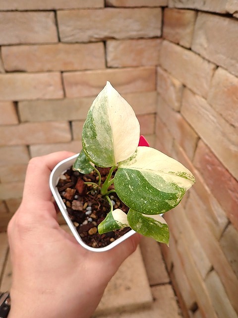 monsdeticoncom251203