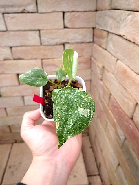 monsdeticoncom251204