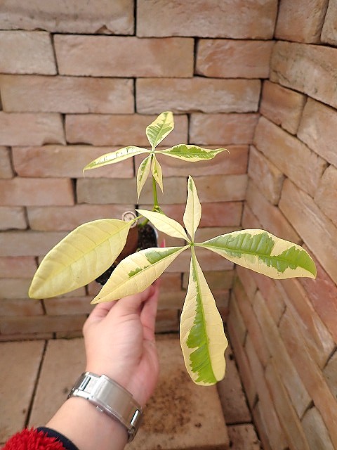 pakivallYWhitecc21210