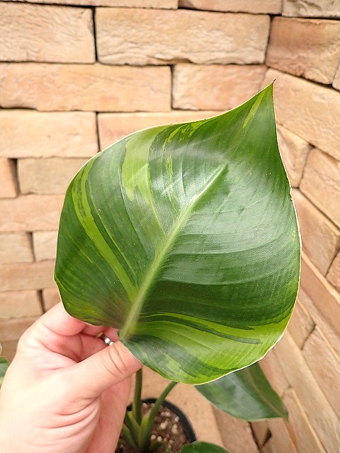 strelitzianicolaiBC251211