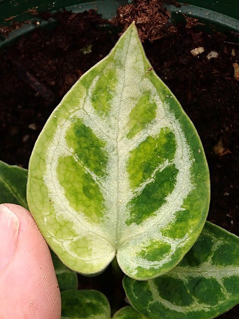 anthdvariegata251211