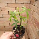 珍品！Pachira glabra'Dwarf' 矮性　実生　薬じゃ無いです！ PC204016-150x150.jpg