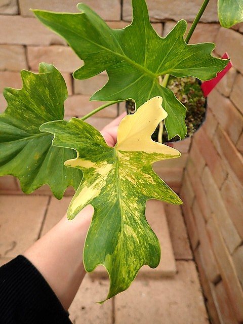 フィロデンドロン セローム 実生 美しい斑入り(Philodendron selloum