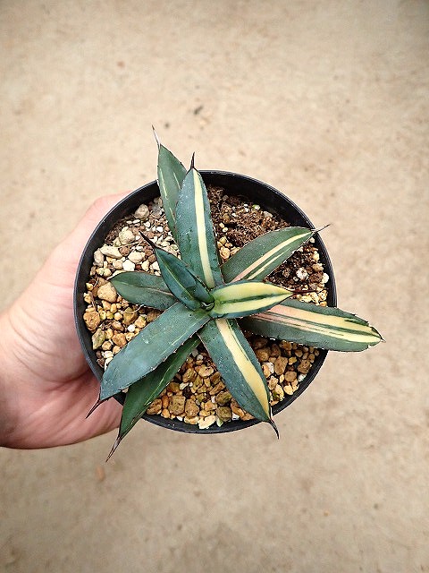 商品 | 希少植物の販売 アグラオネマ専門販売店 『アグラオネマ本舗』