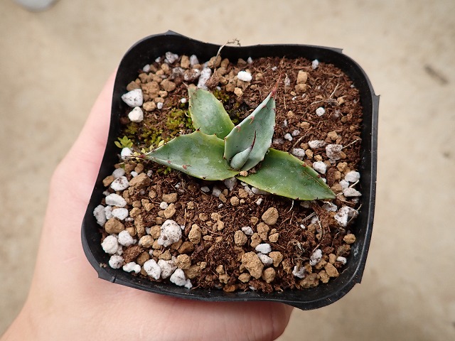 アガベ パラサナ グローブ 斑入り親からのカキ仔1 | 希少植物の販売