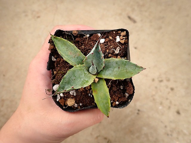 アガベ パラサナ グローブ 斑入り親からのカキ仔2 | 希少植物の販売