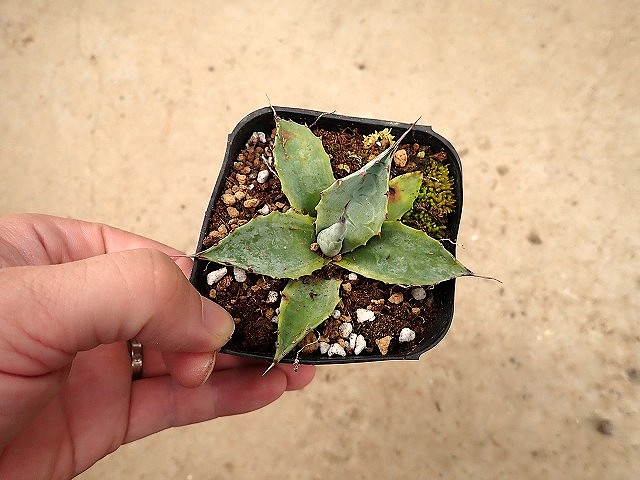 商品 | 希少植物の販売 アグラオネマ専門販売店 『アグラオネマ本舗』