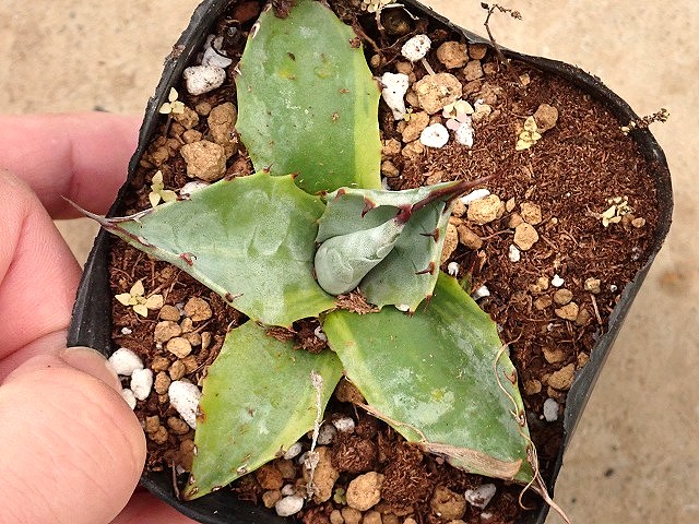 アガベ パラサナ グローブ 斑入り親からのカキ仔4 | 希少植物の販売