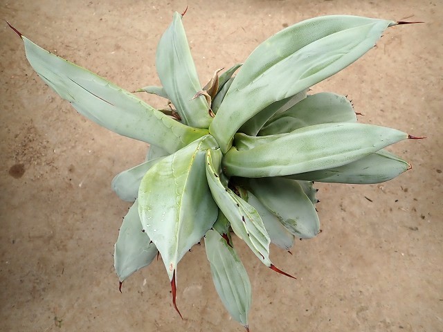 超希少❗️アグラオネマパールオブタイランド新葉展開中✨️ 超希少❗️アグラオネマパールオブタイランド新葉展開中✨️ 超希少