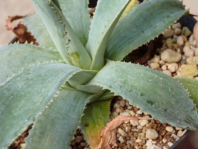 アガベキャメロンブルー超大株 アガベキャメロンブルー超大株