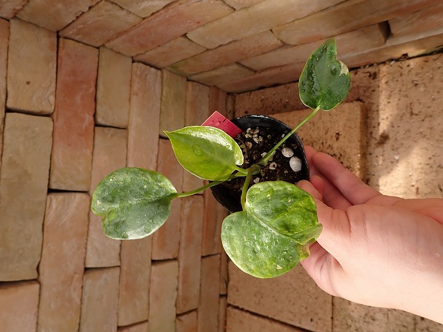 商品 | 希少植物の販売 アグラオネマ専門販売店 『アグラオネマ本舗』