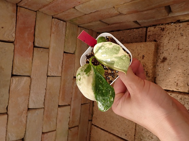 商品 | 希少植物の販売 アグラオネマ専門販売店 『アグラオネマ本舗』