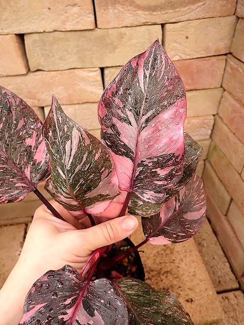 フィロデンドロン | 希少植物の販売 アグラオネマ専門販売店