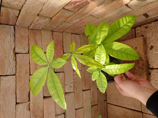 商品 | 希少植物の販売 アグラオネマ専門販売店 『アグラオネマ本舗』