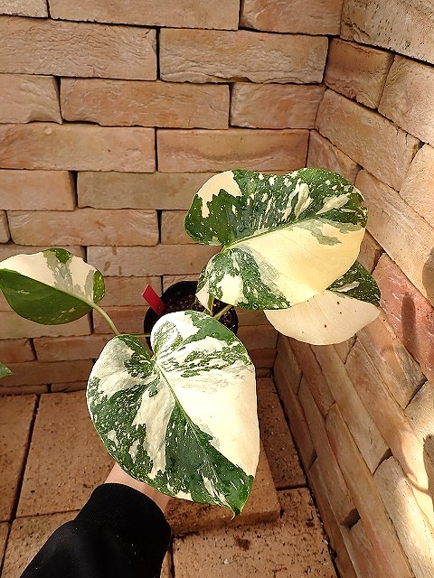 超希少❗️アグラオネマゴールデンドラゴン新芽付✨️ 超希少❗️アグラオネマゴールデンドラゴン新芽付✨️ 超希少