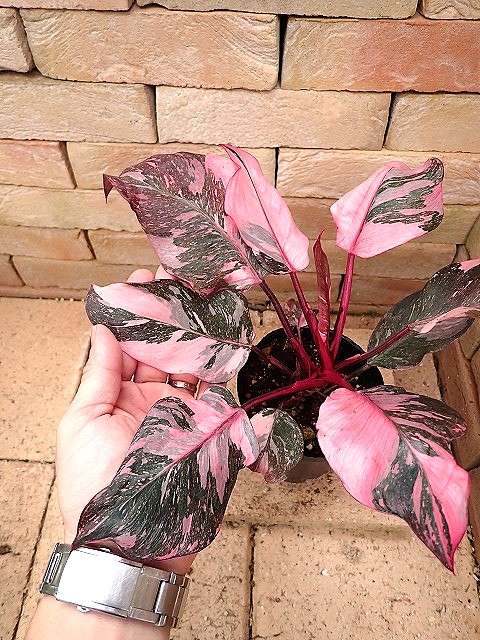 商品 | 希少植物の販売 アグラオネマ専門販売店 『アグラオネマ本舗』