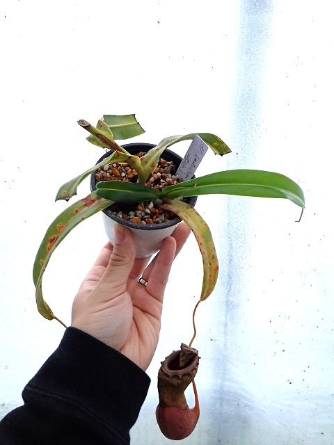 商品 | 希少植物の販売 アグラオネマ専門販売店 『アグラオネマ本舗』