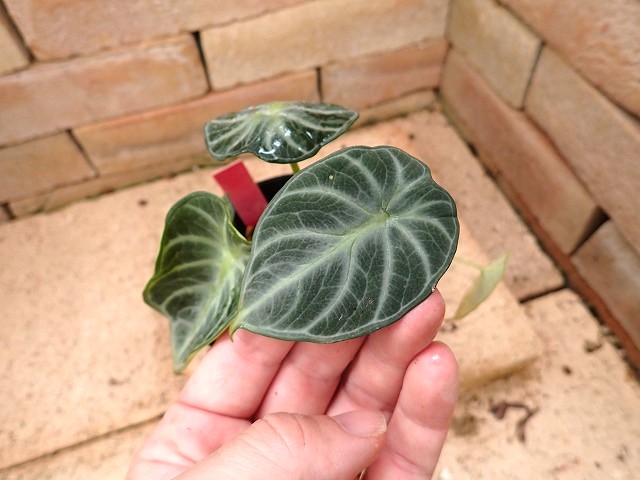 商品 | 希少植物の販売 アグラオネマ専門販売店 『アグラオネマ本舗』