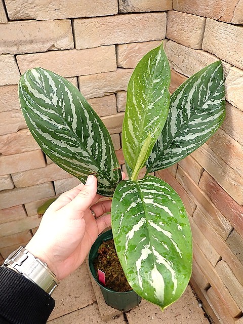 Nitidum-curtisii260118