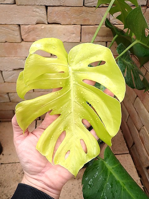 monsdelicigolake260131