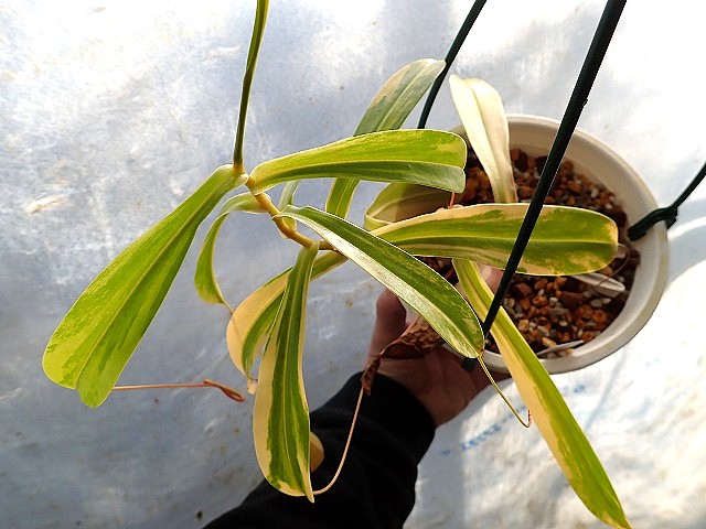 nepennthesalavarie260207