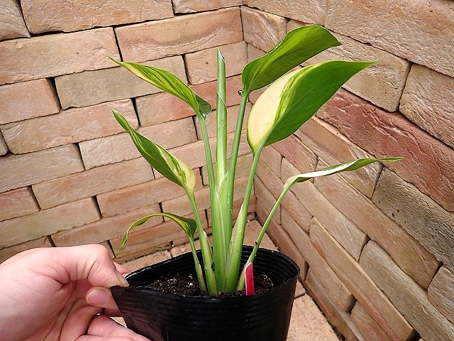 strelitzianicolaiyv260207