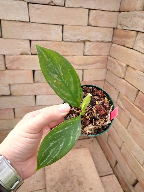 Nitidum-curtisiiTC260203