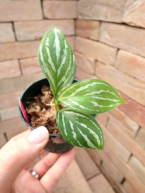 Nitidum-curtisiiTC2260203