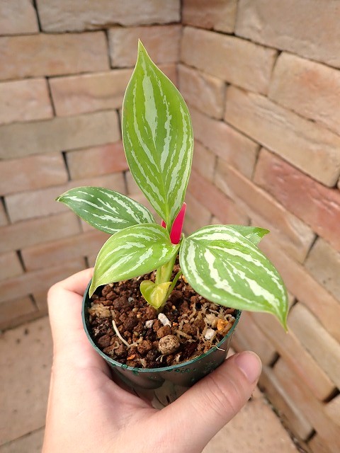 Nitidum-curtisiiTC3260203