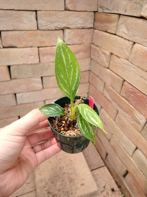 Nitidum-curtisiiTC4260203