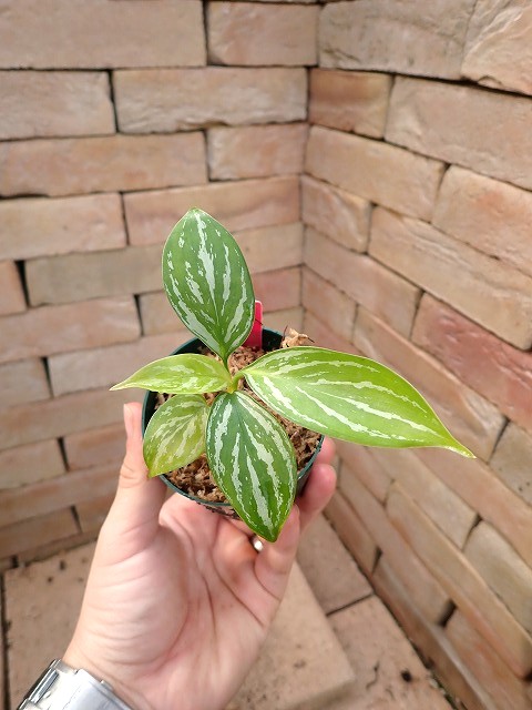 Nitidum-curtisiiTC6260203