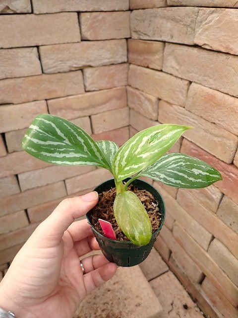 Nitidum-curtisiiTC7260203