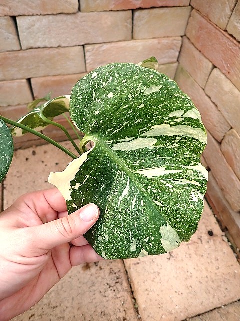 modeYconmutanta260205