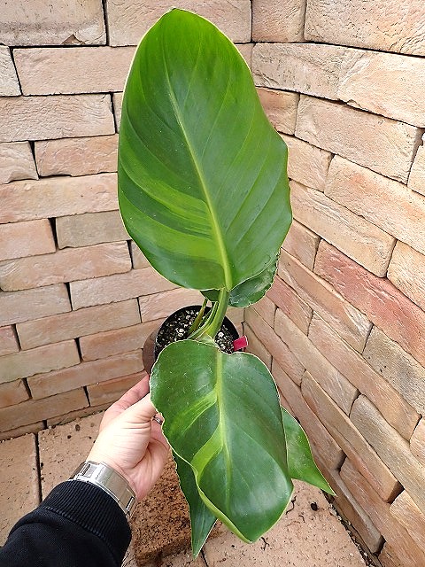 strelitzianicolaiyv260206