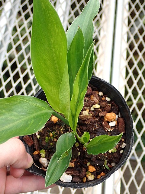 strelitzianicolaiyvmu260213