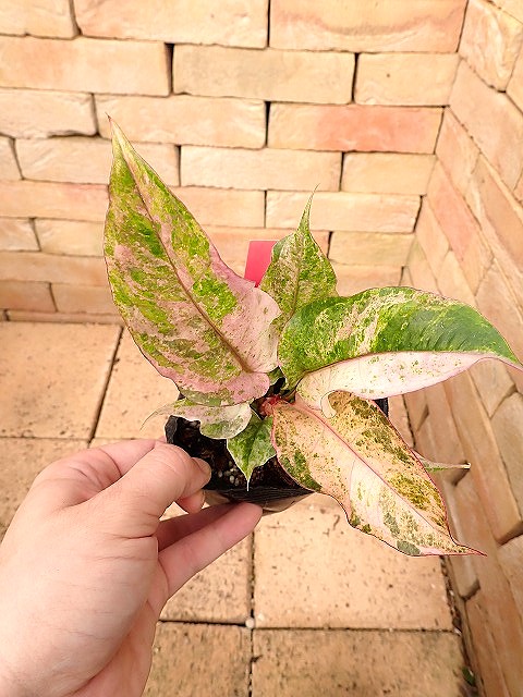 anthdsupevarie260210